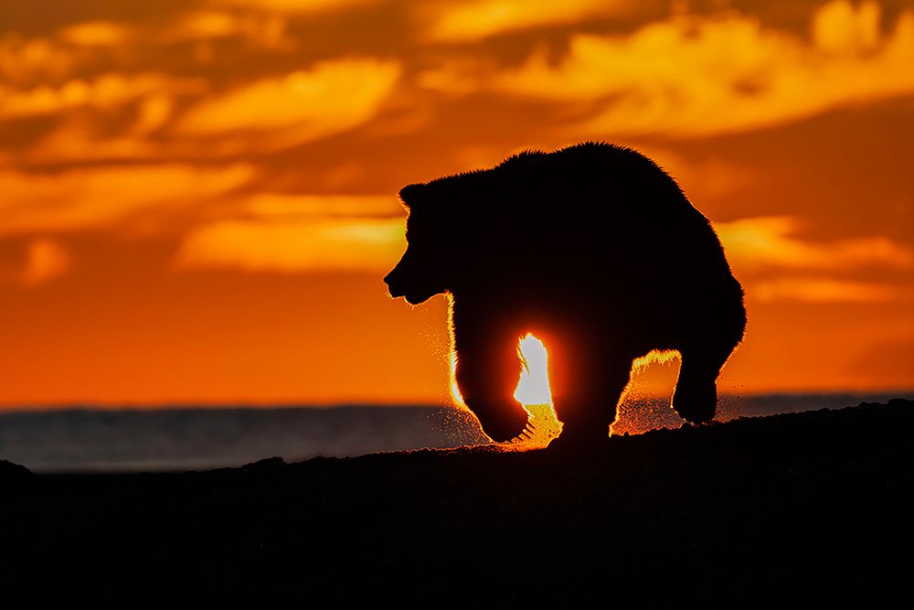 Adult grizzly bear silhouetted on beach at sunrise-Lake Clark National Park and Preserve art print by Adam Jones for $57.95 CAD