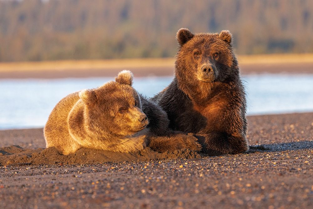 Adult female grizzly bear and cub sleeping on beach at sunrise-Lake Clark National Park and Preserve art print by Adam Jones for $57.95 CAD
