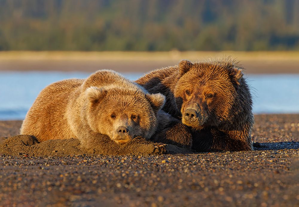 Adult female grizzly bear and cub sleeping on beach at sunrise-Lake Clark National Park and Preserve art print by Adam Jones for $57.95 CAD
