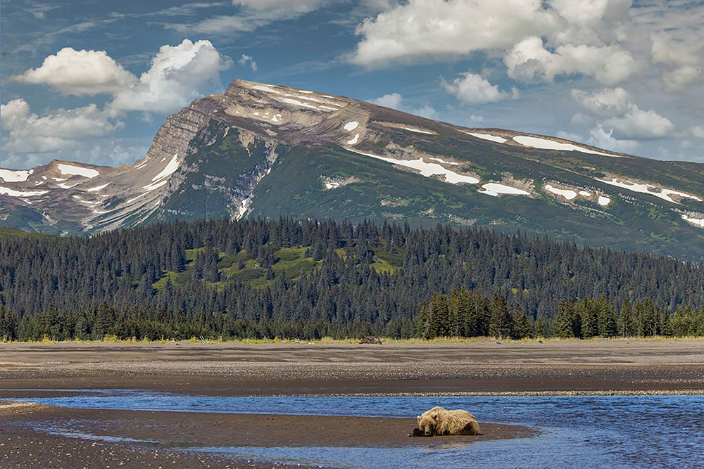 Grizzly bear resting on beach with mountain backdrop-Lake Clark National Park and Preserve art print by Adam Jones for $57.95 CAD