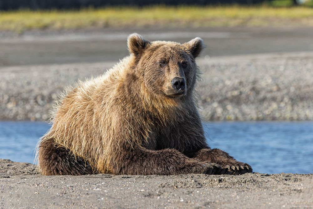 Grizzly bear resting on shoreline-Lake Clark National Park and Preserve-Alaska-Silver Salmon Creek art print by Adam Jones for $57.95 CAD