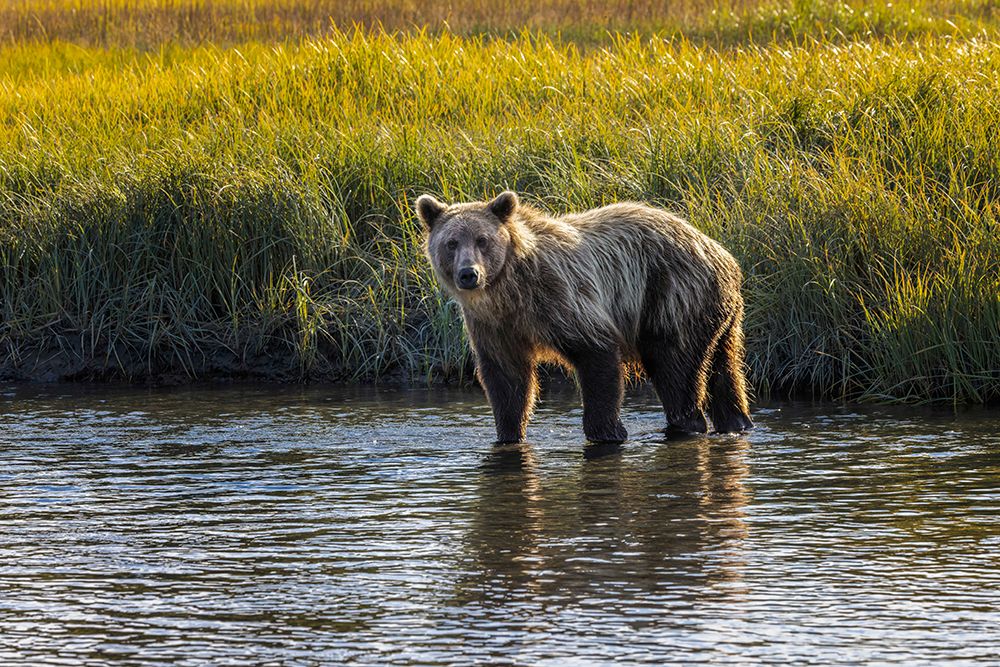 Grizzly bear cub crossing grassy meadow-Lake Clark National Park and Preserve-Alaska art print by Adam Jones for $57.95 CAD