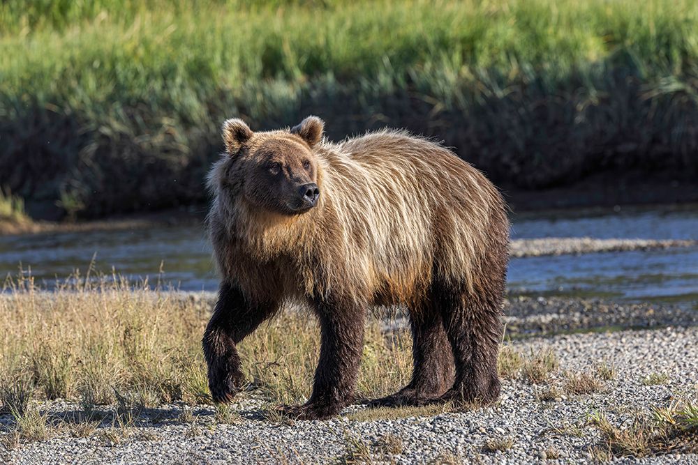 Grizzly bear cub crossing grassy meadow-Lake Clark National Park and Preserve-Alaska art print by Adam Jones for $57.95 CAD