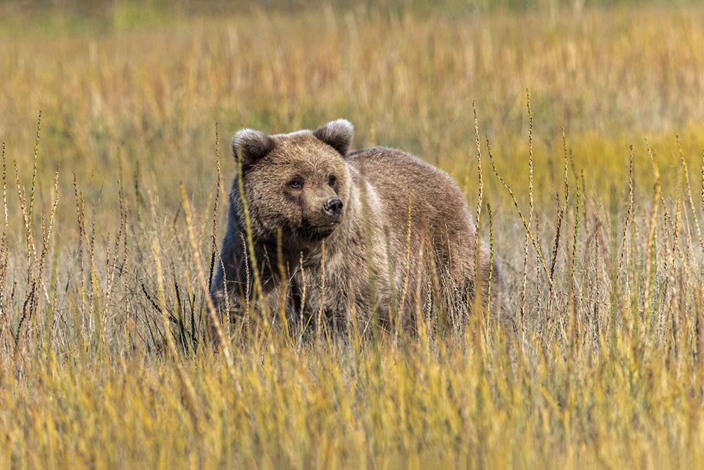 Grizzly bear cub crossing grassy meadow-Lake Clark National Park and Preserve-Alaska-Silver art print by Adam Jones for $57.95 CAD