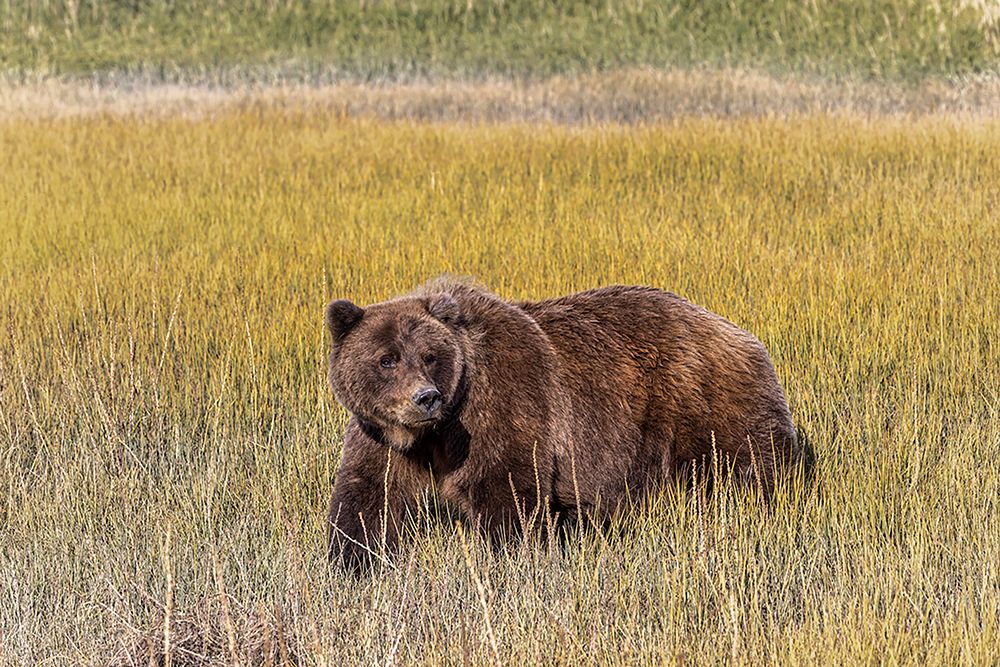 Adult female grizzly bear crossing grassy meadow-Lake Clark National Park and Preserve-Alaska art print by Adam Jones for $57.95 CAD