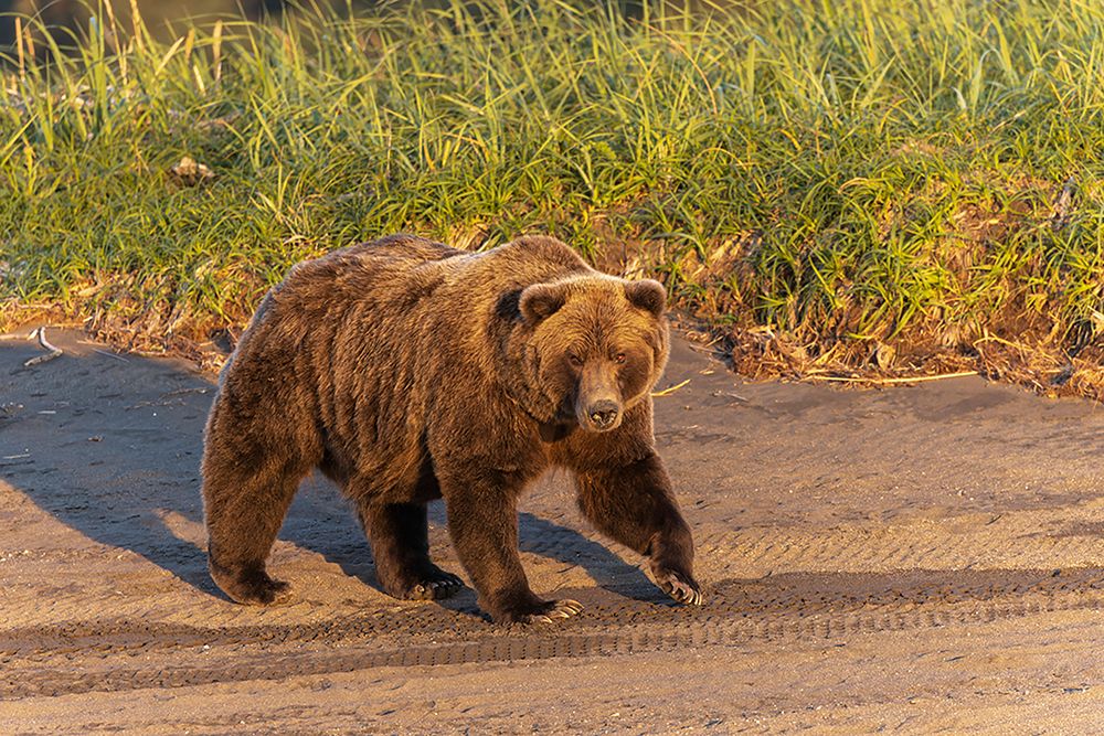 Adult grizzly bear on shoreline at sunrise-Lake Clark National Park and Preserve-Alaska art print by Adam Jones for $57.95 CAD