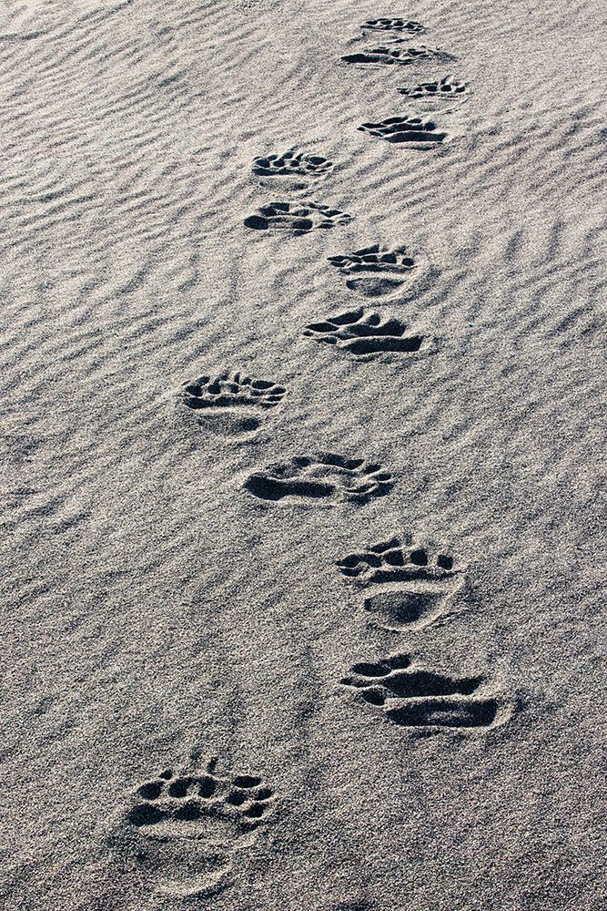 Adult grizzly bear tracks on sandy beach-Lake Clark National Park and Preserve-Alaska art print by Adam Jones for $57.95 CAD