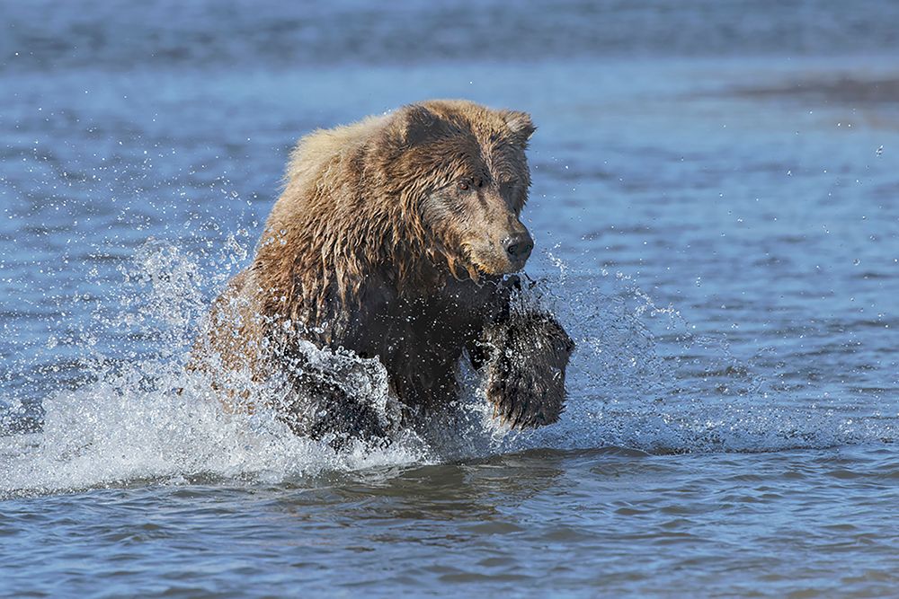 Adult grizzly bear chasing fish-Lake Clark National Park and Preserve-Alaska-Silver Salmon Creek art print by Adam Jones for $57.95 CAD