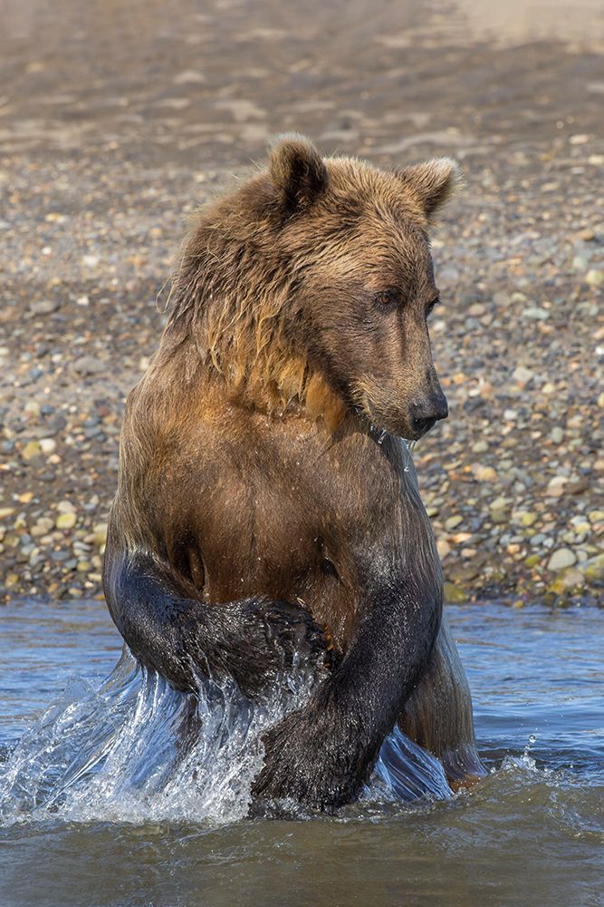 Adult grizzly bear chasing fish-Lake Clark National Park and Preserve-Alaska-Silver Salmon Creek art print by Adam Jones for $57.95 CAD