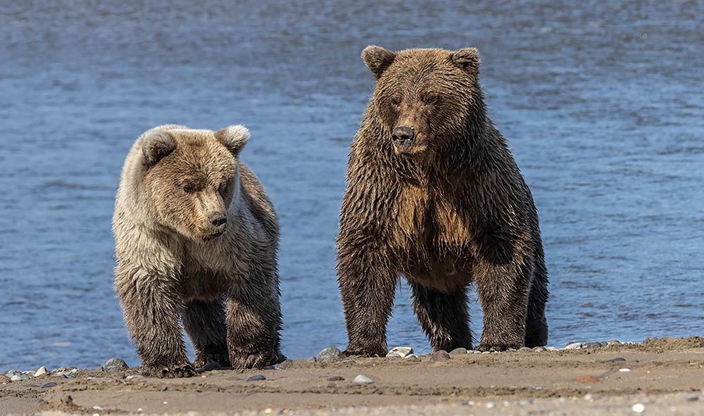 Grizzly bear cub and adult female-Lake Clark National Park and Preserve-Alaska-Silver Salmon Creek art print by Adam Jones for $57.95 CAD