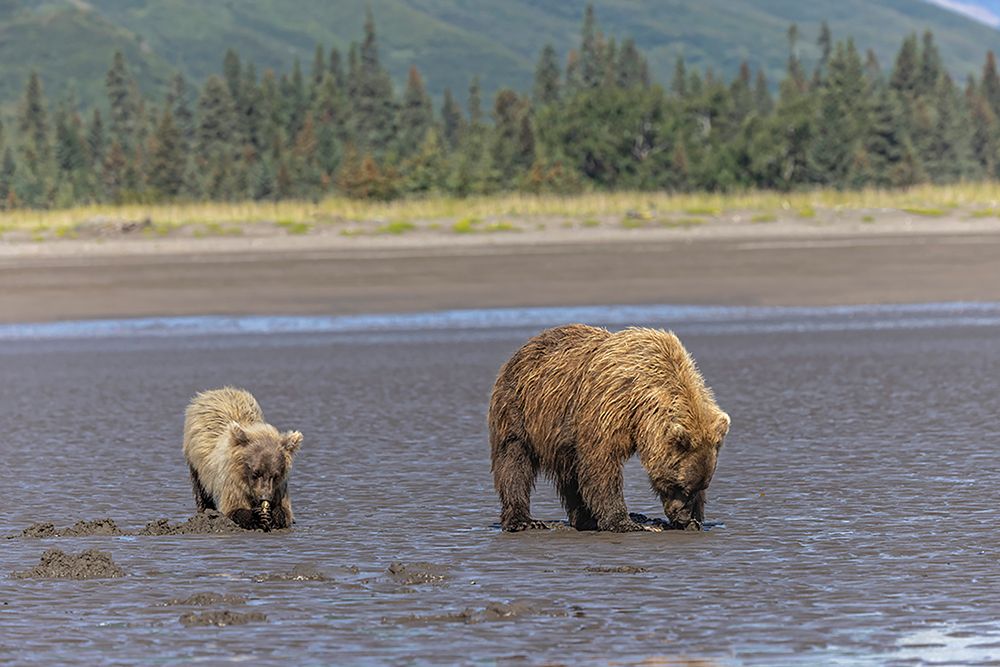 Adult female grizzly bear and cub clamming-Lake Clark National Park and Preserve-Alaska art print by Adam Jones for $57.95 CAD
