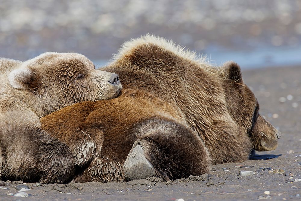 Female grizzly bear with second year cub sleeping on her back-Lake Clark National Park art print by Adam Jones for $57.95 CAD