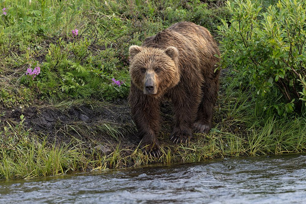 Alaskan brown bear along Alagnak River, Alaska. art print by Adam Jones for $57.95 CAD