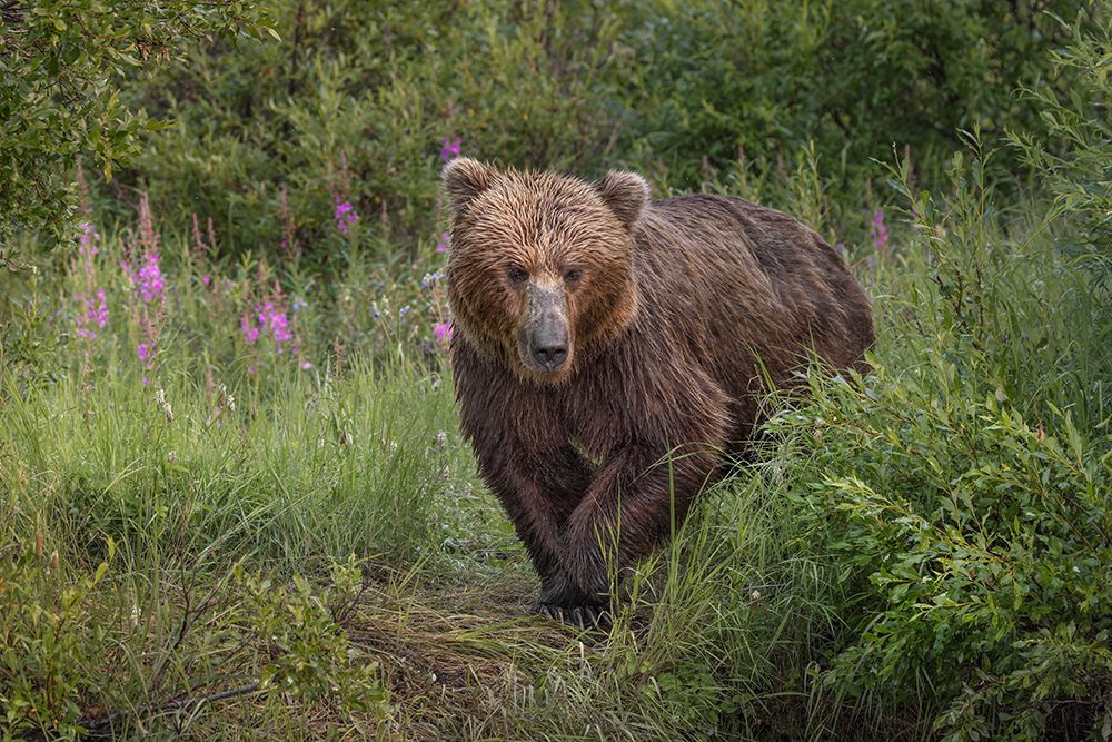 Alaskan brown bear along Alagnak River, Alaska. art print by Adam Jones for $57.95 CAD