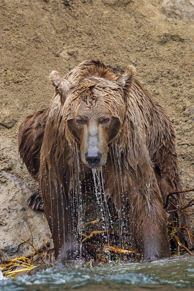 Alaskan brown bear along Alagnak River, Alaska. art print by Adam Jones for $57.95 CAD