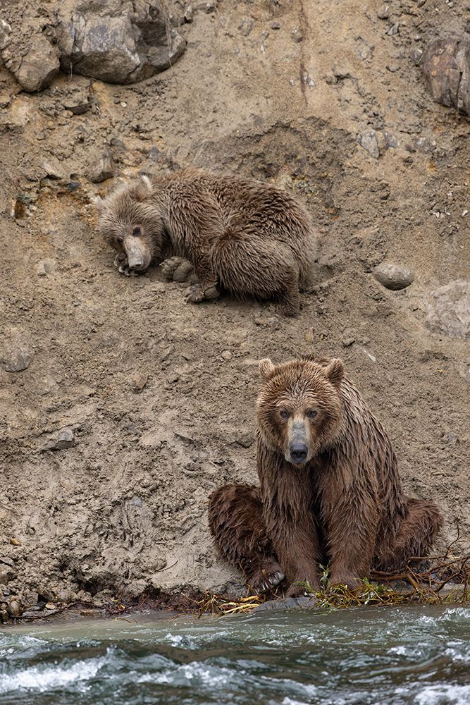 Alaskan brown bear along Alagnak River, Alaska. art print by Adam Jones for $57.95 CAD