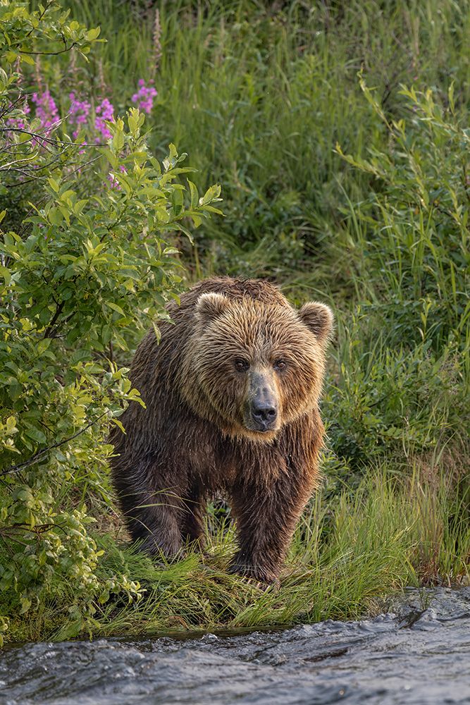 Alaskan brown bear along Alagnak River, Alaska. art print by Adam Jones for $57.95 CAD
