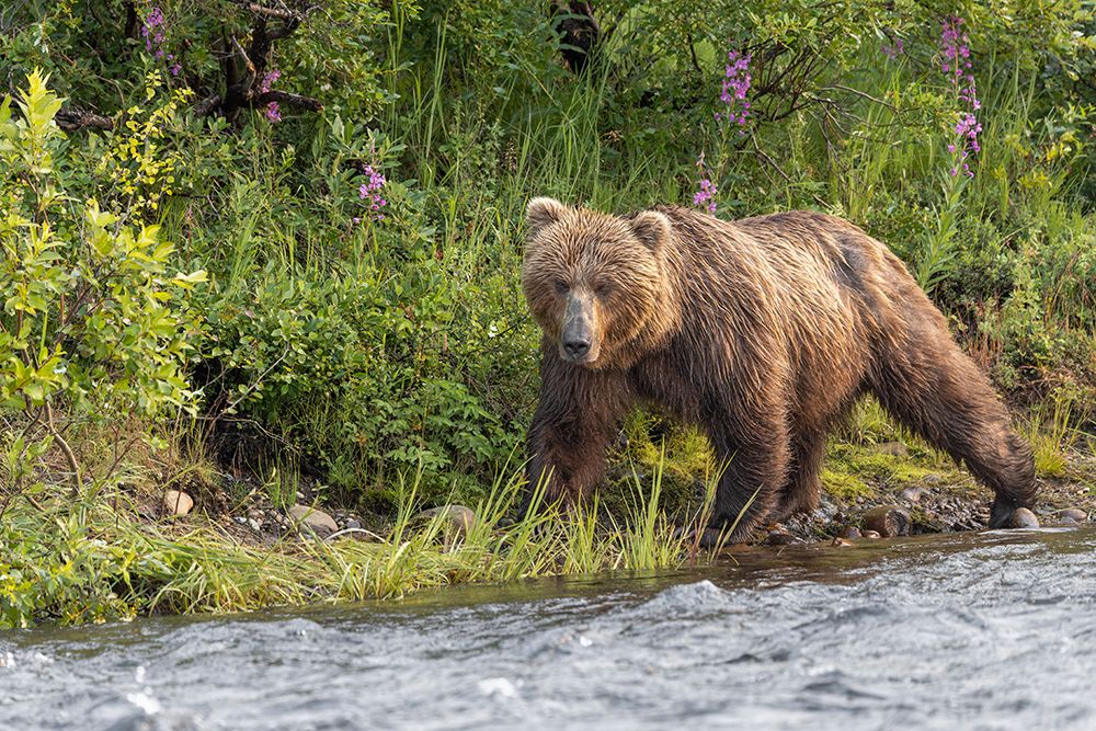 Alaskan brown bear along Alagnak River, Alaska. art print by Adam Jones for $57.95 CAD