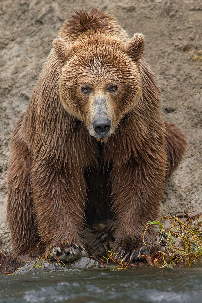 Alaskan brown bear along Alagnak River, Alaska. art print by Adam Jones for $57.95 CAD