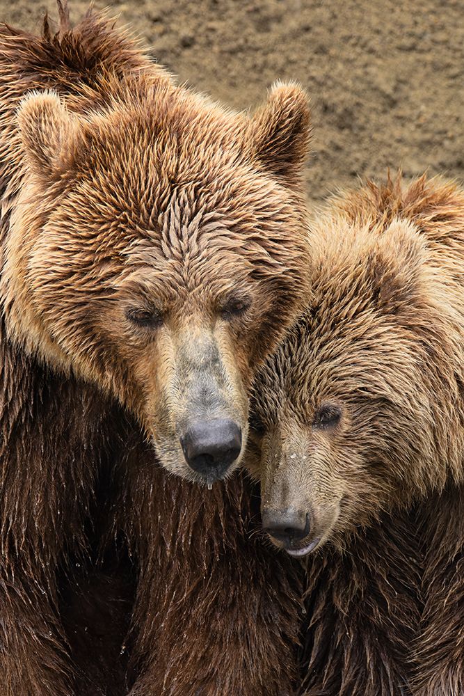 Alaskan brown bear along Alagnak River, Alaska. art print by Adam Jones for $57.95 CAD