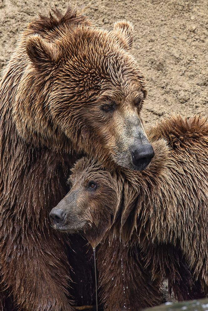 Alaskan brown bear along Alagnak River, Alaska. art print by Adam Jones for $57.95 CAD