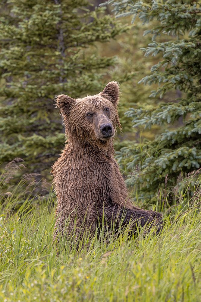 Alaskan brown bear along Alagnak River, Alaska. art print by Adam Jones for $57.95 CAD