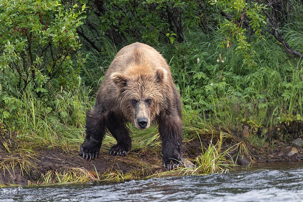 Alaskan brown bear along Alagnak River, Alaska. art print by Adam Jones for $57.95 CAD