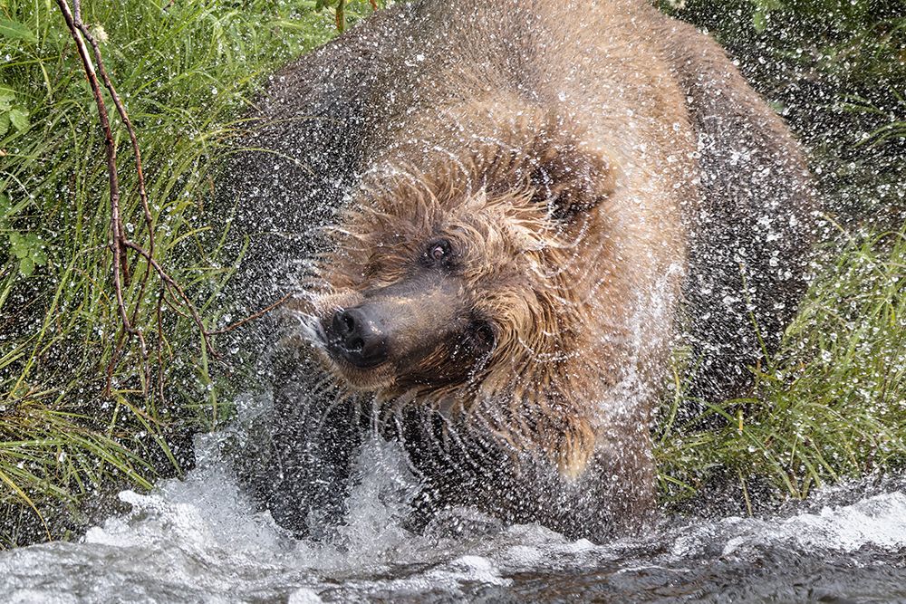 Alaskan brown bear along Alagnak River, Alaska. art print by Adam Jones for $57.95 CAD
