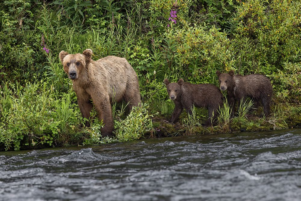 Alaskan brown bear along Alagnak River, Alaska. art print by Adam Jones for $57.95 CAD