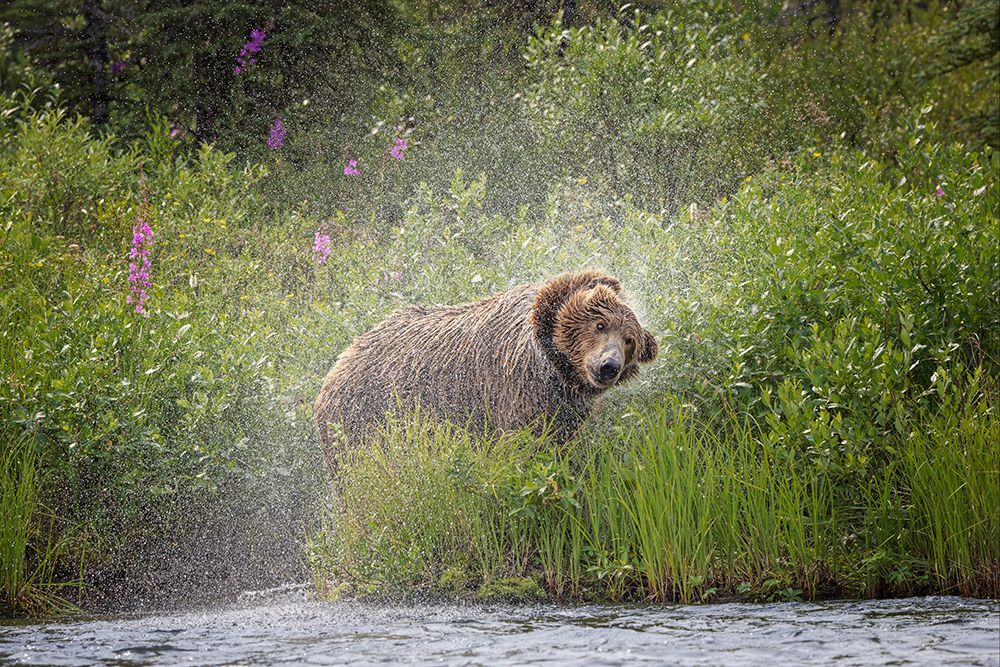 Alaskan brown bear along Alagnak River, Alaska. art print by Adam Jones for $57.95 CAD