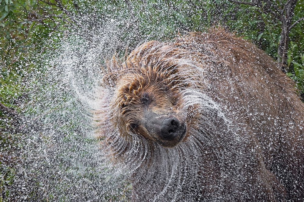 Alaskan brown bear along Alagnak River, Alaska. art print by Adam Jones for $57.95 CAD