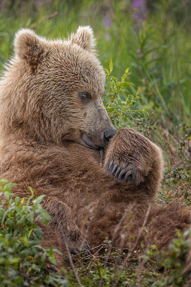Alaskan brown bear cub along Alagnak River, Alaska. art print by Adam Jones for $57.95 CAD