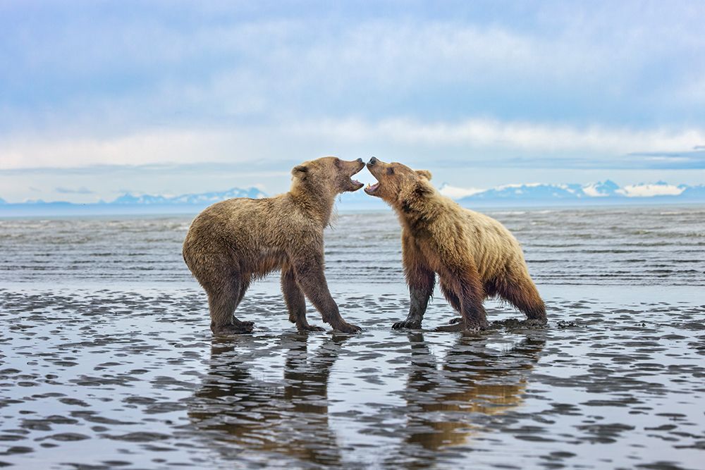 Alaskan brown bear juveniles play fighting on tidal flats, Lake Clark National Park, Alaska. art print by Adam Jones for $57.95 CAD