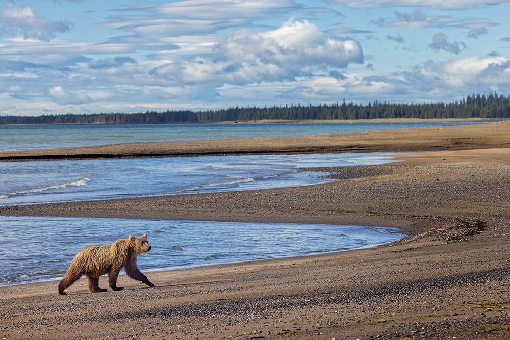 Alaskan brown bear walking the beach, Lake Clark National Park and Preserve, Alaska. art print by Adam Jones for $57.95 CAD