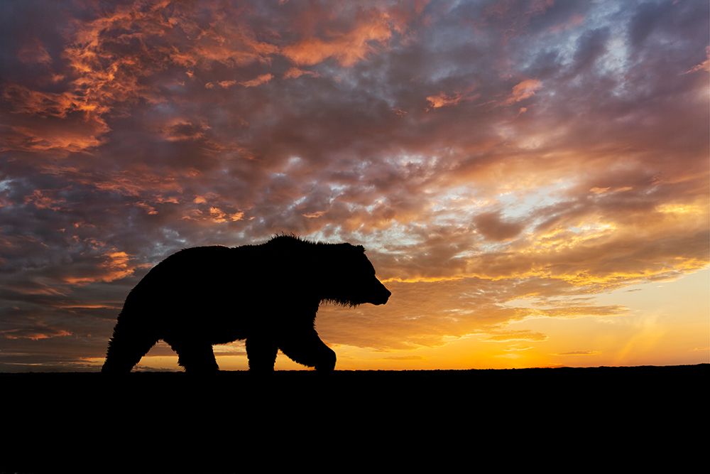 Adult female Alaskan brown bear silhouetted along Silver Salmon Creek, Lake Clark NP, Alaska art print by Adam Jones for $57.95 CAD