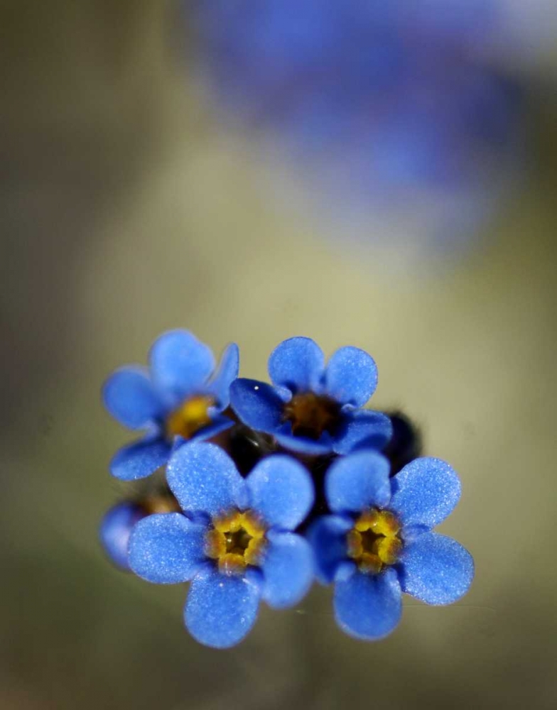 AK, Arctic NWR, Alpine forget-me-not flowers art print by Dennis Kirkland for $57.95 CAD