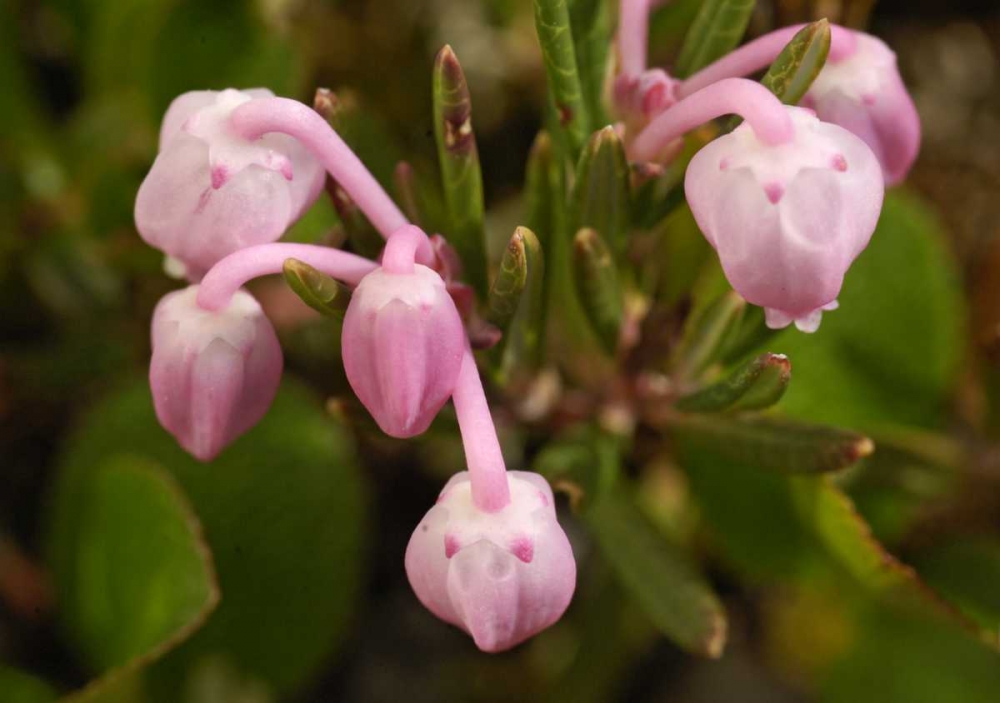 AK, Arctic NWR, Bog rosemary flowers art print by Dennis Kirkland for $57.95 CAD