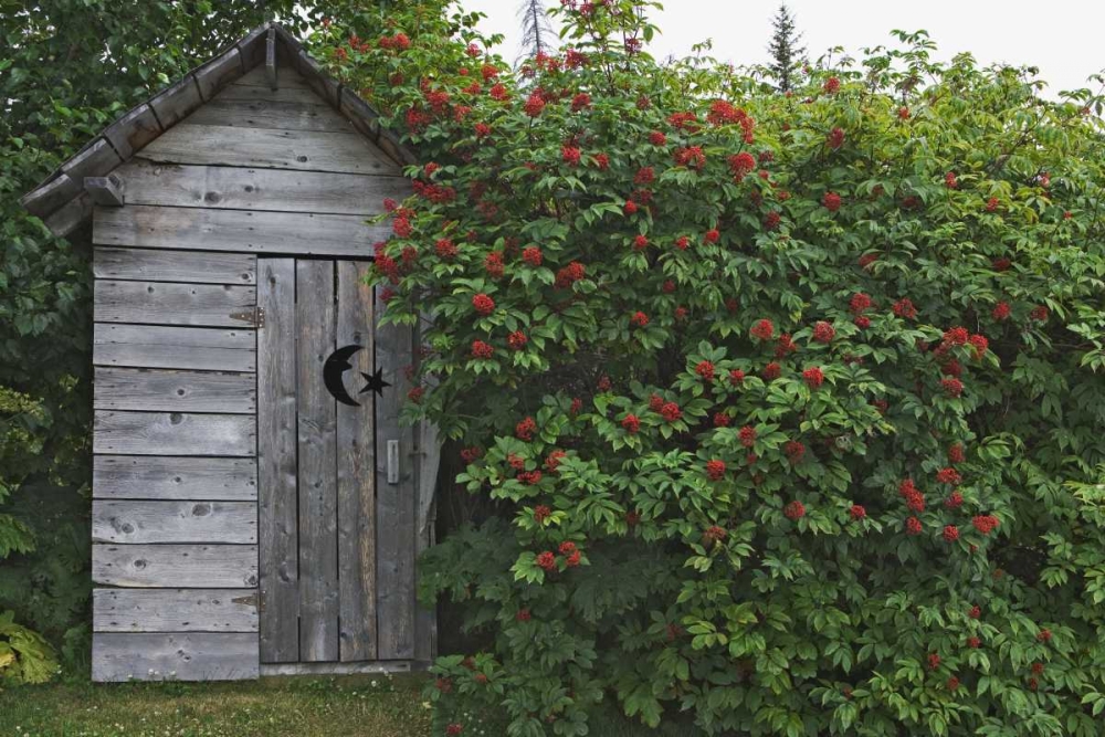 AK, Homer An outhouse with elderberries art print by Dennis Flaherty for $57.95 CAD