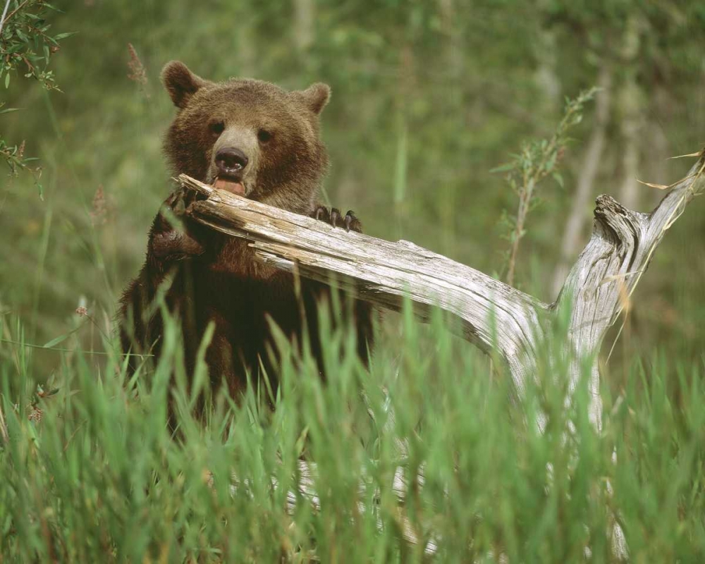 USA, Alaska Grizzly bear licks dead tree branch art print by Jim Zuckerman for $57.95 CAD
