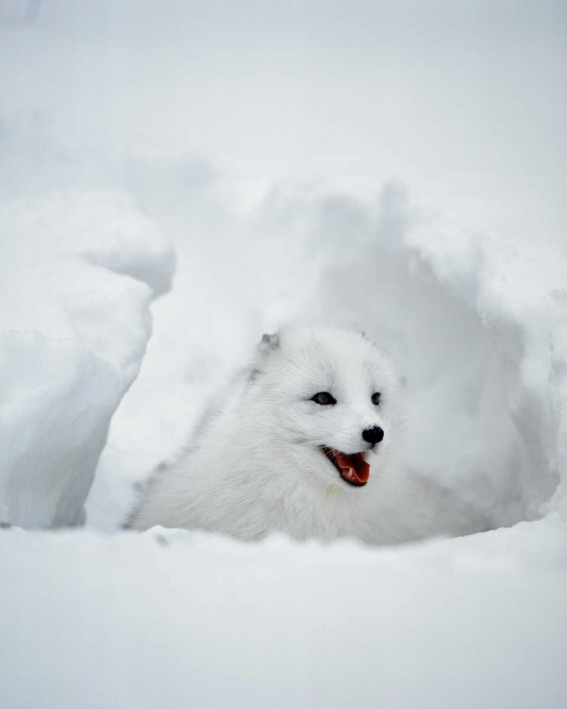 USA, Alaska Arctic fox in winter coat art print by Jim Zuckerman for $57.95 CAD