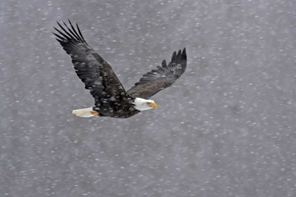 AK, Chilkat Bald eagle flying through snowstorm art print by Cathy and Gordon Illg for $57.95 CAD