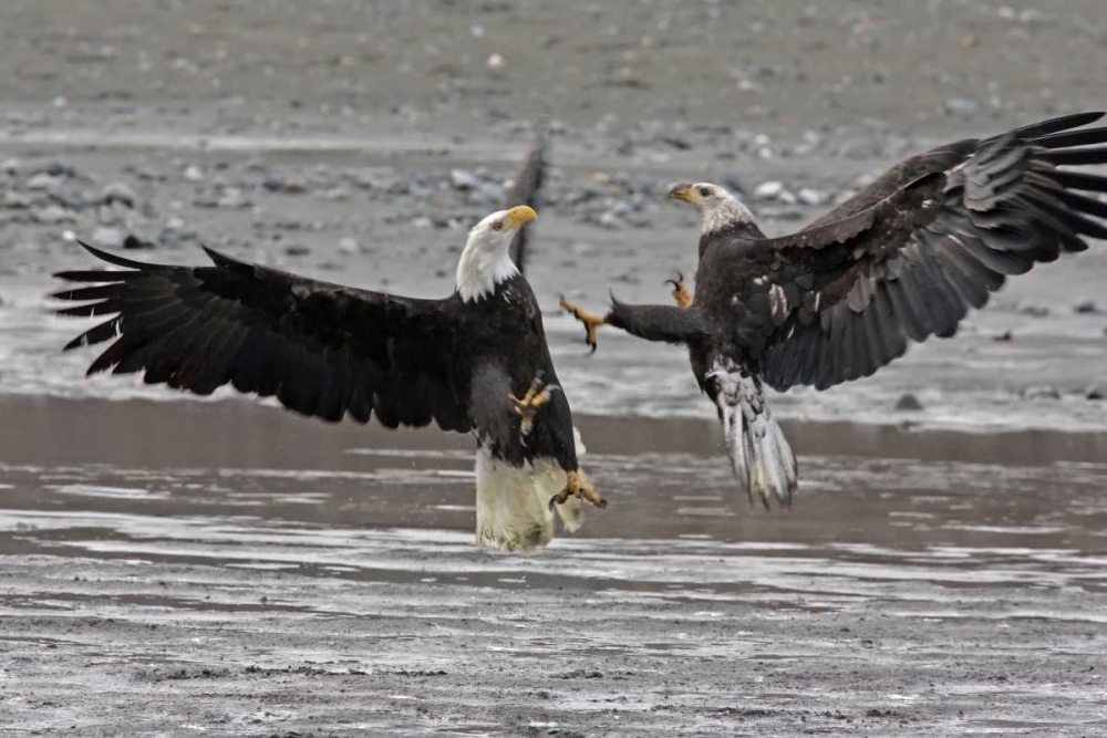 AK, Chilkat Two bald eagles fighting art print by Cathy and Gordon Illg for $57.95 CAD