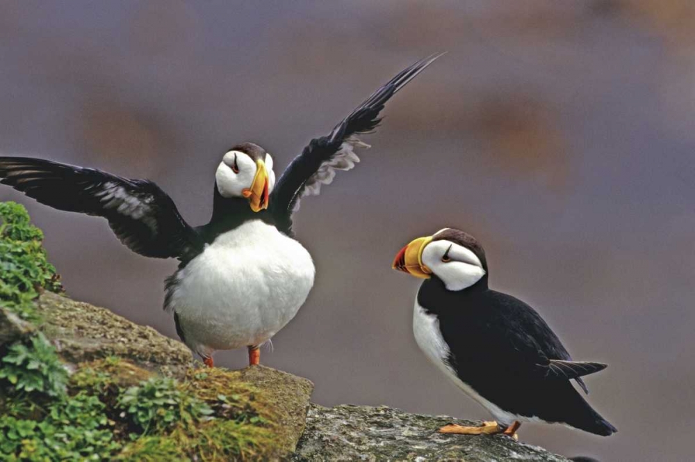 AK, St George Isl Horned puffins interacting art print by Dave Welling for $57.95 CAD