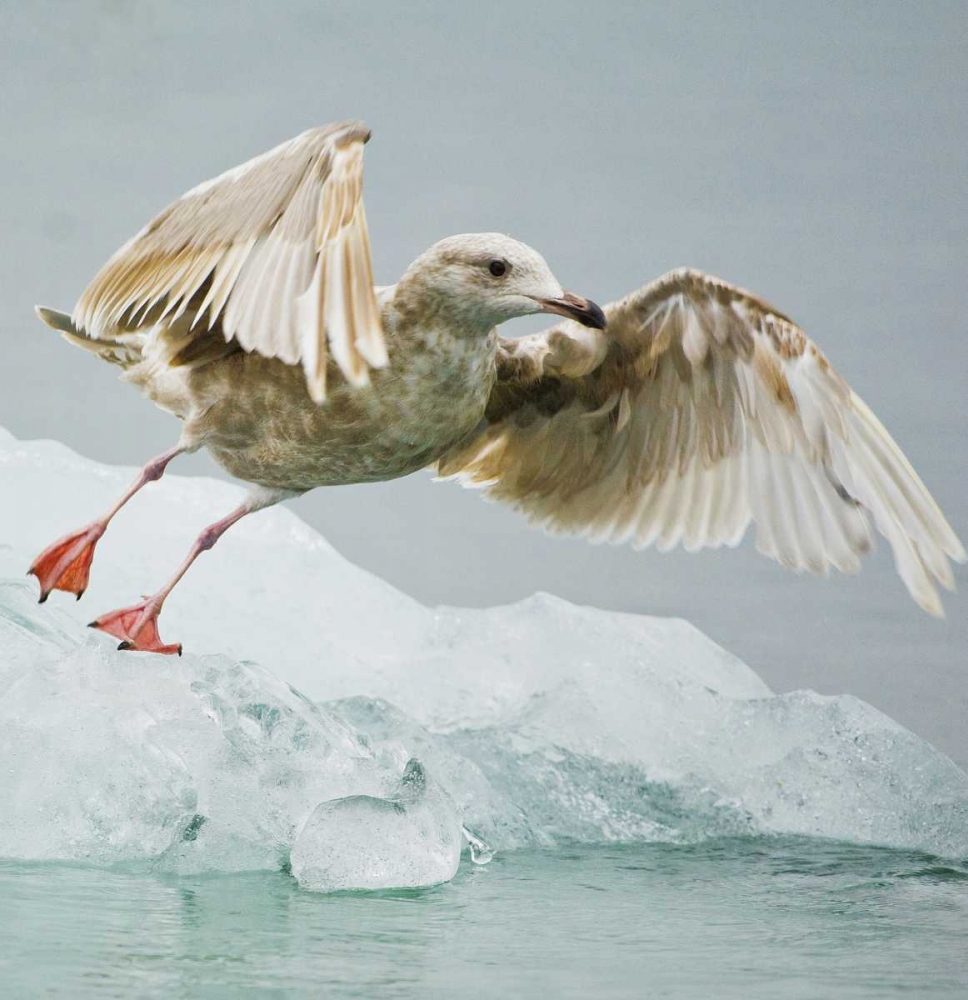 AK, Inside PassageGull taking off from ice floe art print by Nancy Rotenberg for $57.95 CAD