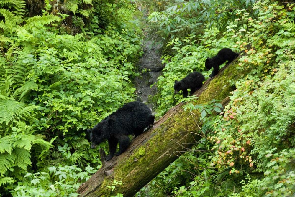 USA, Alaska Black bear cubs follow mother on log art print by Nancy Rotenberg for $57.95 CAD