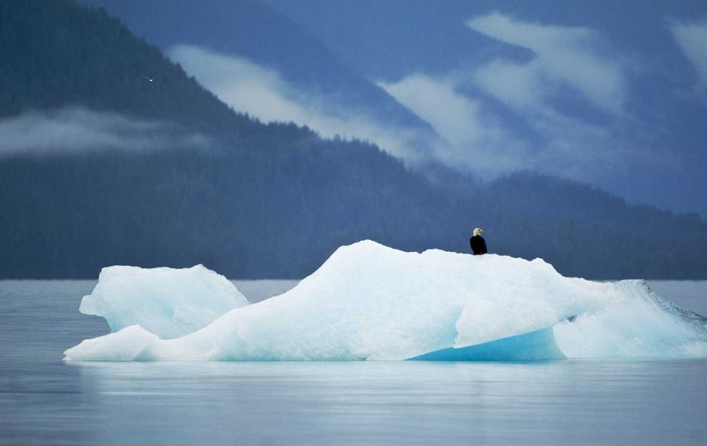 AK, Inside Passage Bald eagle perched on ice art print by Nancy Rotenberg for $57.95 CAD