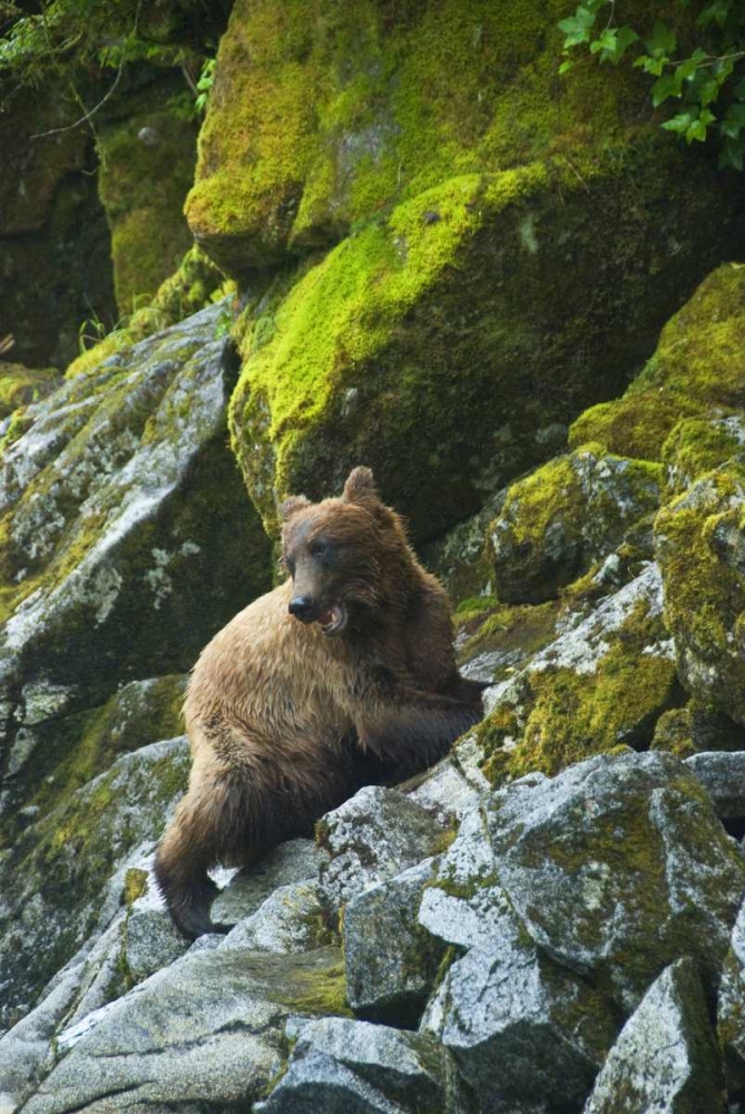 AK, Inside Passage Grizzly bear on boulders art print by Nancy Rotenberg for $57.95 CAD