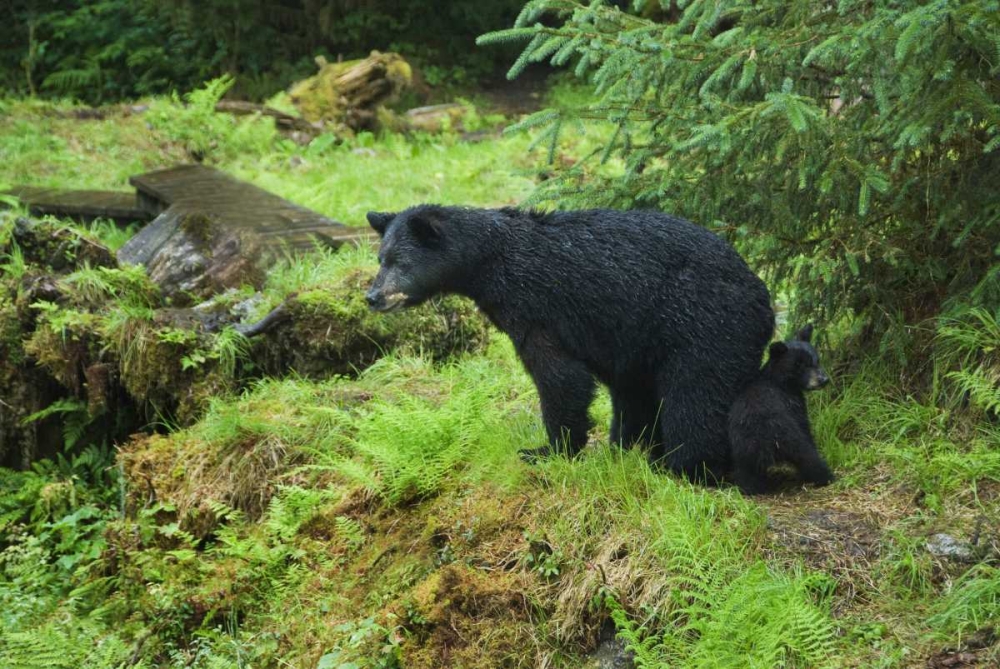 AK, Inside Passage Black bear mother and cub art print by Nancy Rotenberg for $57.95 CAD