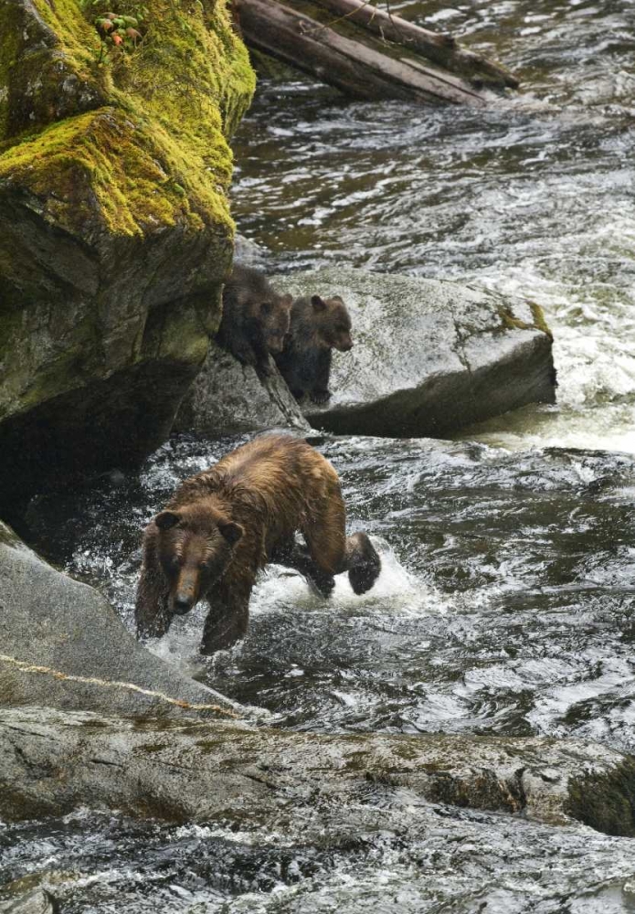 AK, Mother grizzly bear with cubs in Anan Creek art print by Nancy Rotenberg for $57.95 CAD