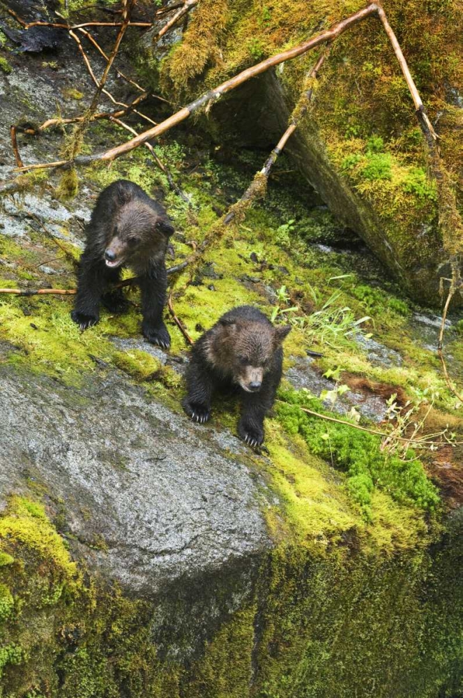 AK, Inside Passage Two grizzly bear cubs art print by Nancy Rotenberg for $57.95 CAD